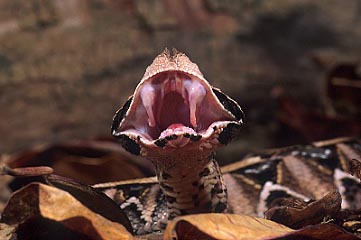 gaboon viper